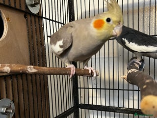 Cockatiels birds Cockatiels - Advert 1