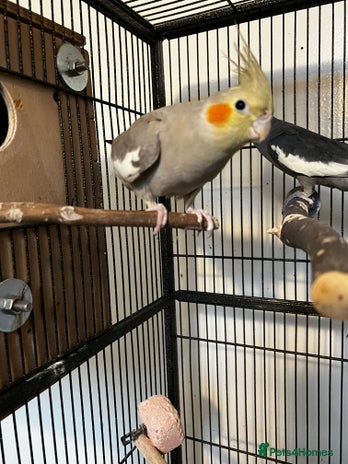 Cockatiels birds Cockatiels - Advert 1