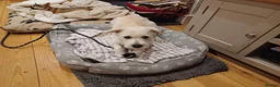 Mixed Breed dogs for adoption: Tam 🐶💙 - Advert 3