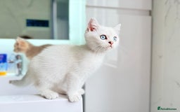 Scottish Fold cats for sale: Full pedigree Scottish fold in Croydon - Image 4