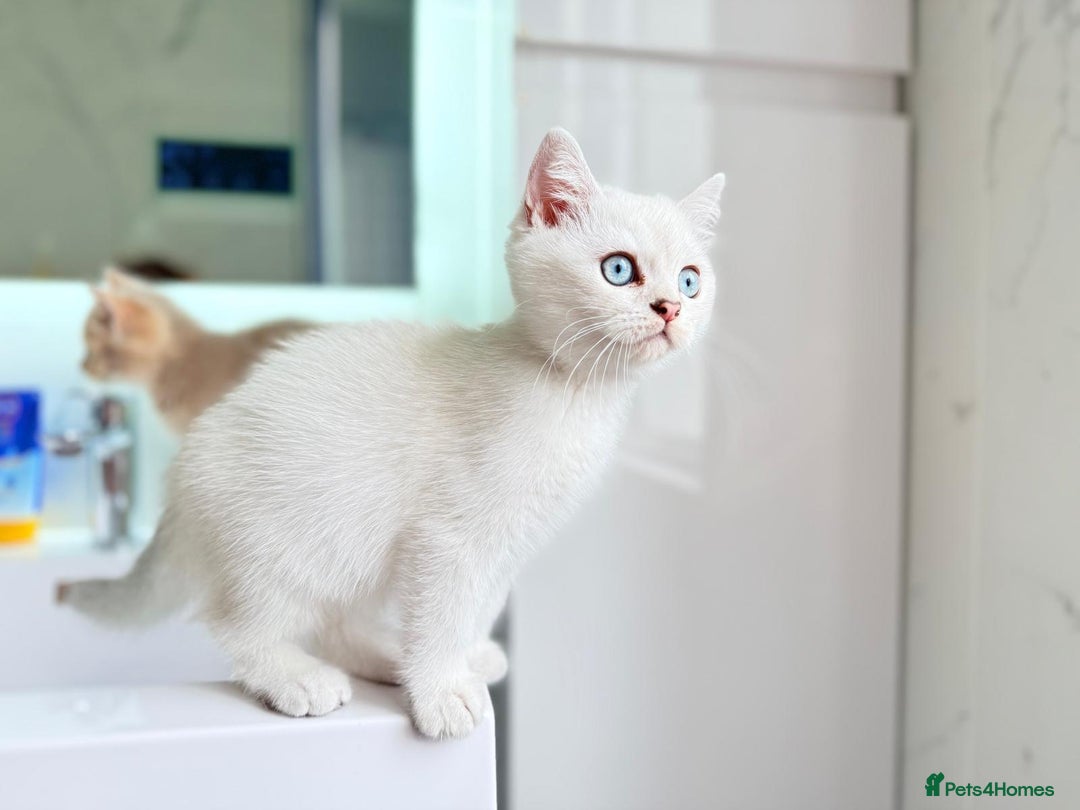 Scottish Fold cats for sale: Full pedigree Scottish fold in Croydon - Image 4