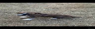 Whippet 3