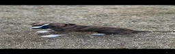 Whippet dogs for sale: Top Quality Whippet Puppies Ready to Reserve in Doncaster - Advert 15