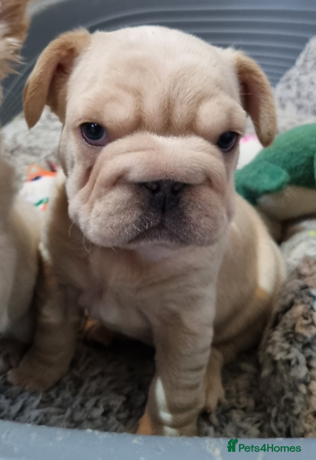 French Bulldog dogs for sale: 2 fluffy and pink carrier pups left  - Advert 3