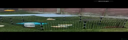 Guinea Pig rodents for sale: Adorable Guinea pigs - looking for a loving home  in Poole - Advert 6