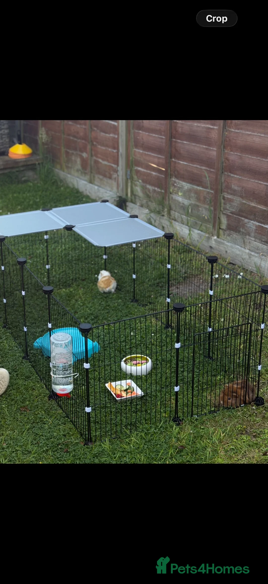 Guinea Pig rodents for sale: Adorable Guinea pigs - looking for a loving home  in Poole - Advert 6