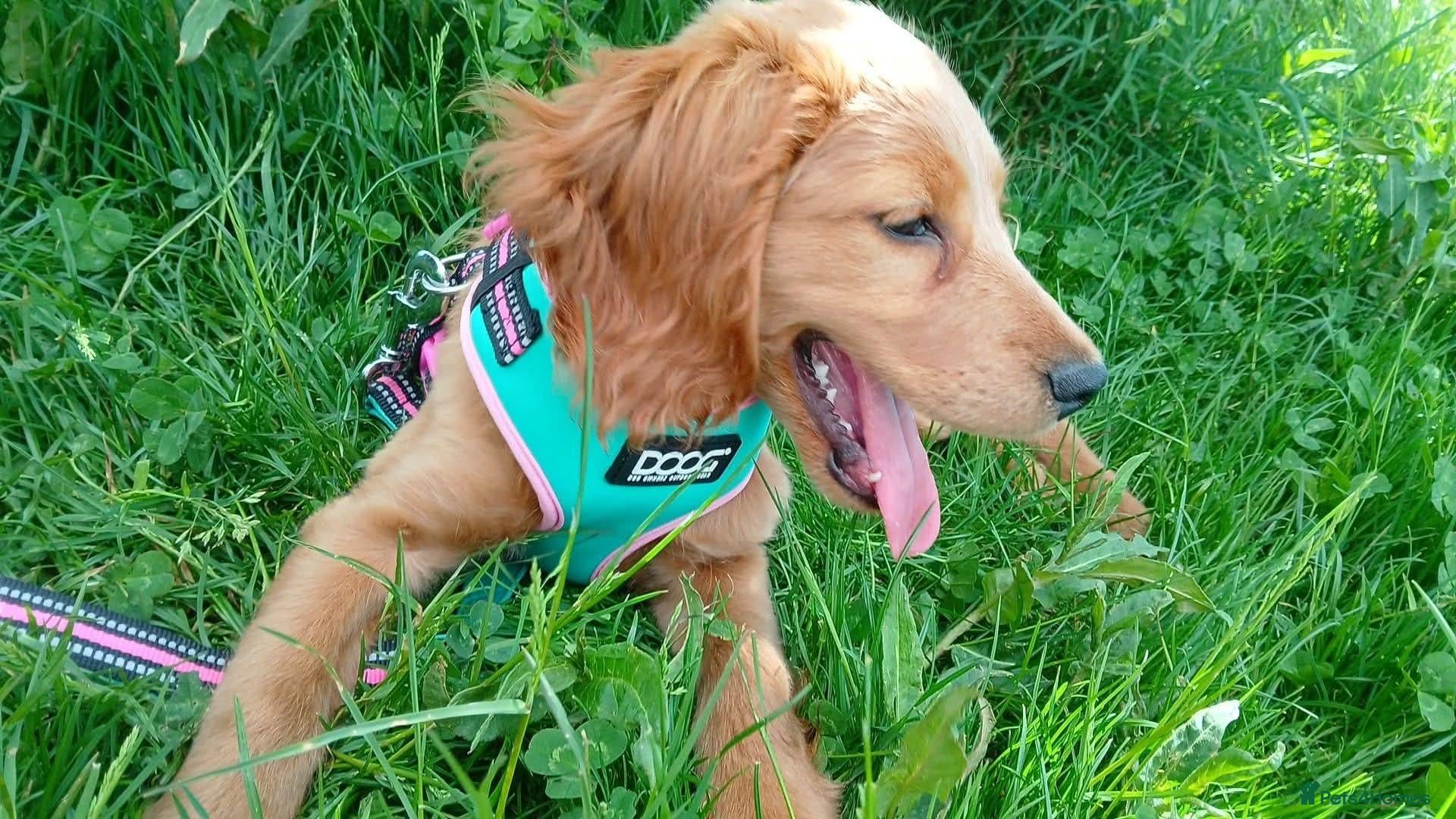 Cockapoo dogs 8 Month Old Puppy - Advert 15