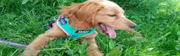 Cockapoo dogs for sale: 8 Month Old Puppy in Wallsend - Advert 1