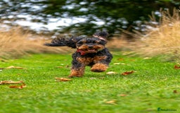 Cockapoo dogs for stud: Stud Only - Cooper the Cockapoo  - Image 3