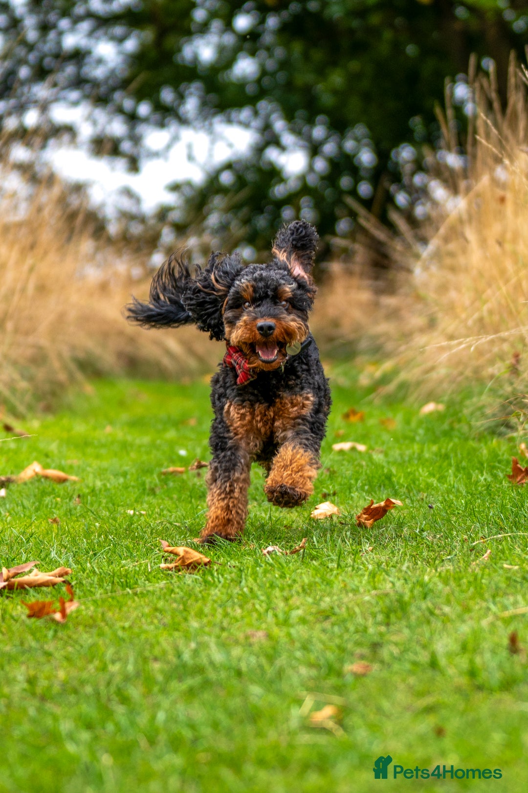 Cockapoo dogs for stud: Stud Only - Cooper the Cockapoo  - Image 3