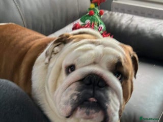 English Bulldog dogs For stud: Jaxx 9 Champions in bloodline in Brighouse - Advert 9