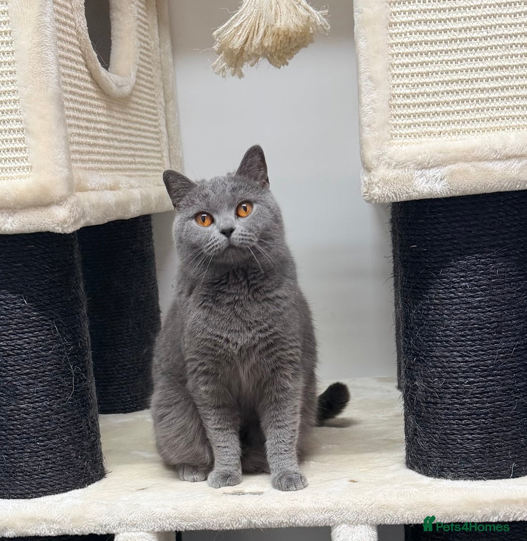 British Shorthair cats for sale: British Shorthair Girls Ready for Forever Homes - Advert 5