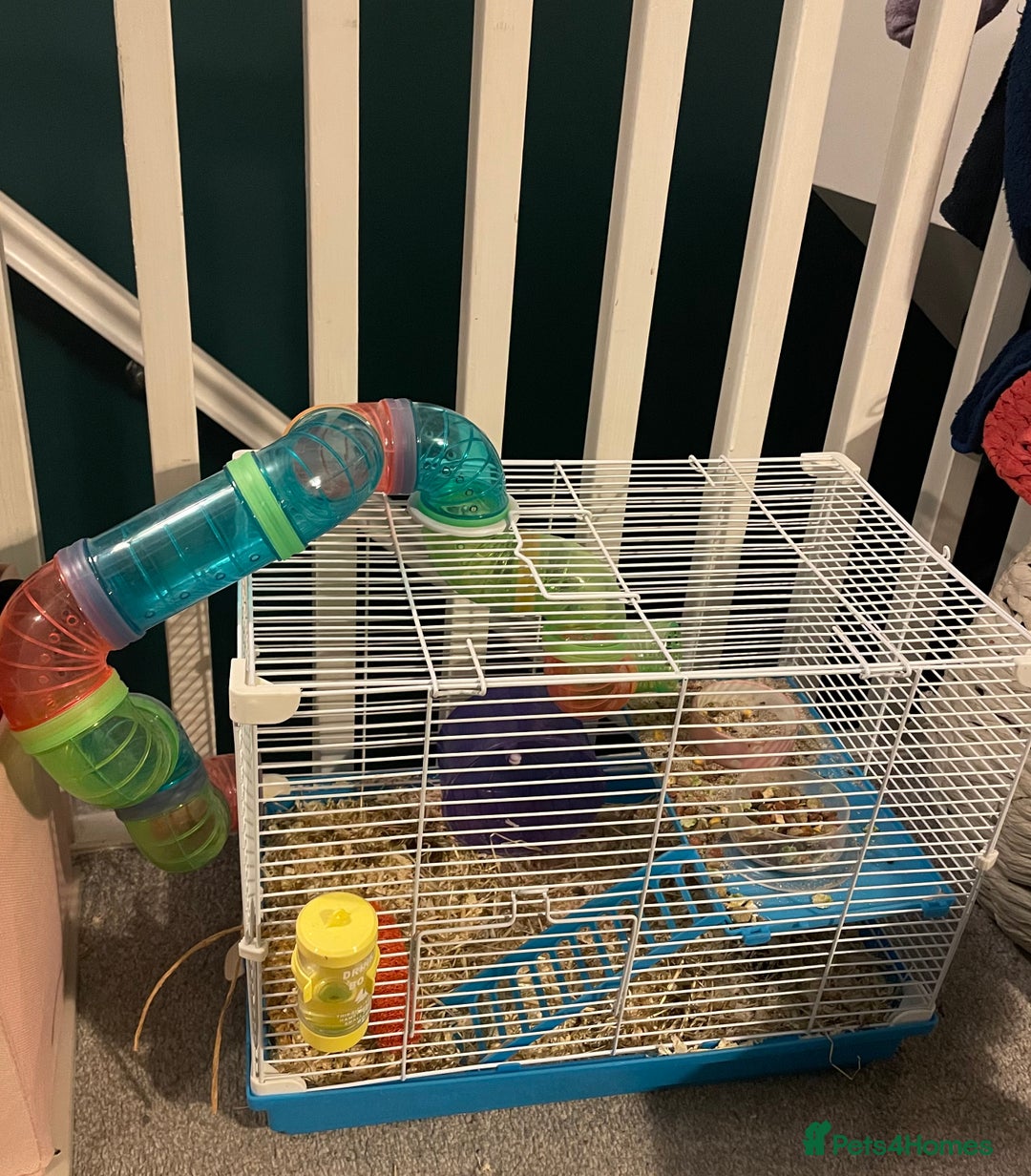 Hamster rodents for sale: Russian dwarf hamster  - Advert 5