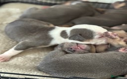 Staffordshire Bull Terrier dogs for sale: Blue tri Staffordshire bull terrier pups for sale  - Image 2