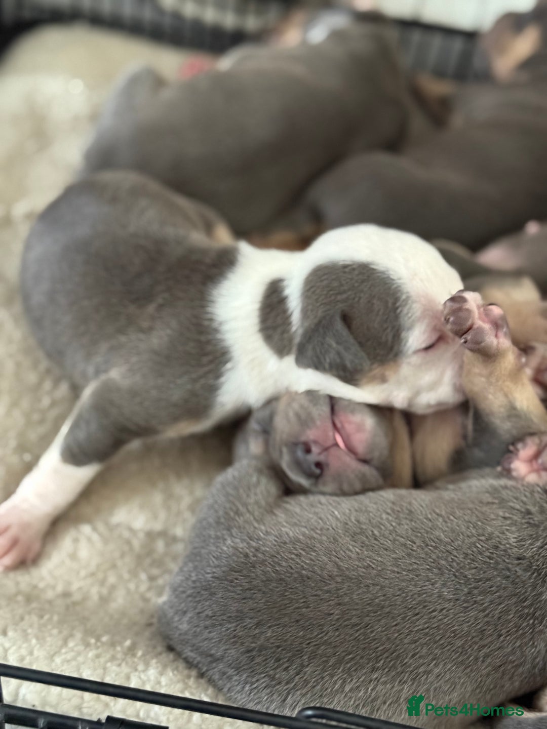 Staffordshire Bull Terrier dogs for sale: Blue tri Staffordshire bull terrier pups for sale  - Image 2