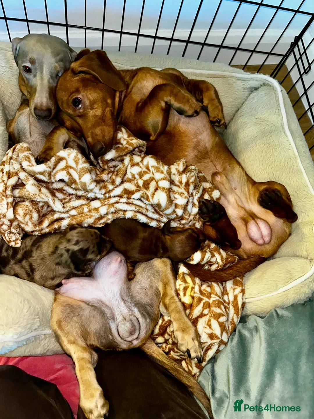 Miniature Dachshund dogs for sale: 2 Cute Mini Dachshund Brothers–Raised with Mum&Dad - Advert 13