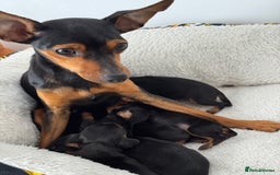 Miniature Pinscher dogs for sale: Miniature Pincher Puppies  - Image 16