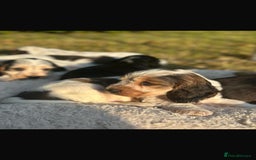 Cocker Spaniel dogs for sale: STUNNING Rizi Bizi sired Cocker puppies DNA Tested - Image 32