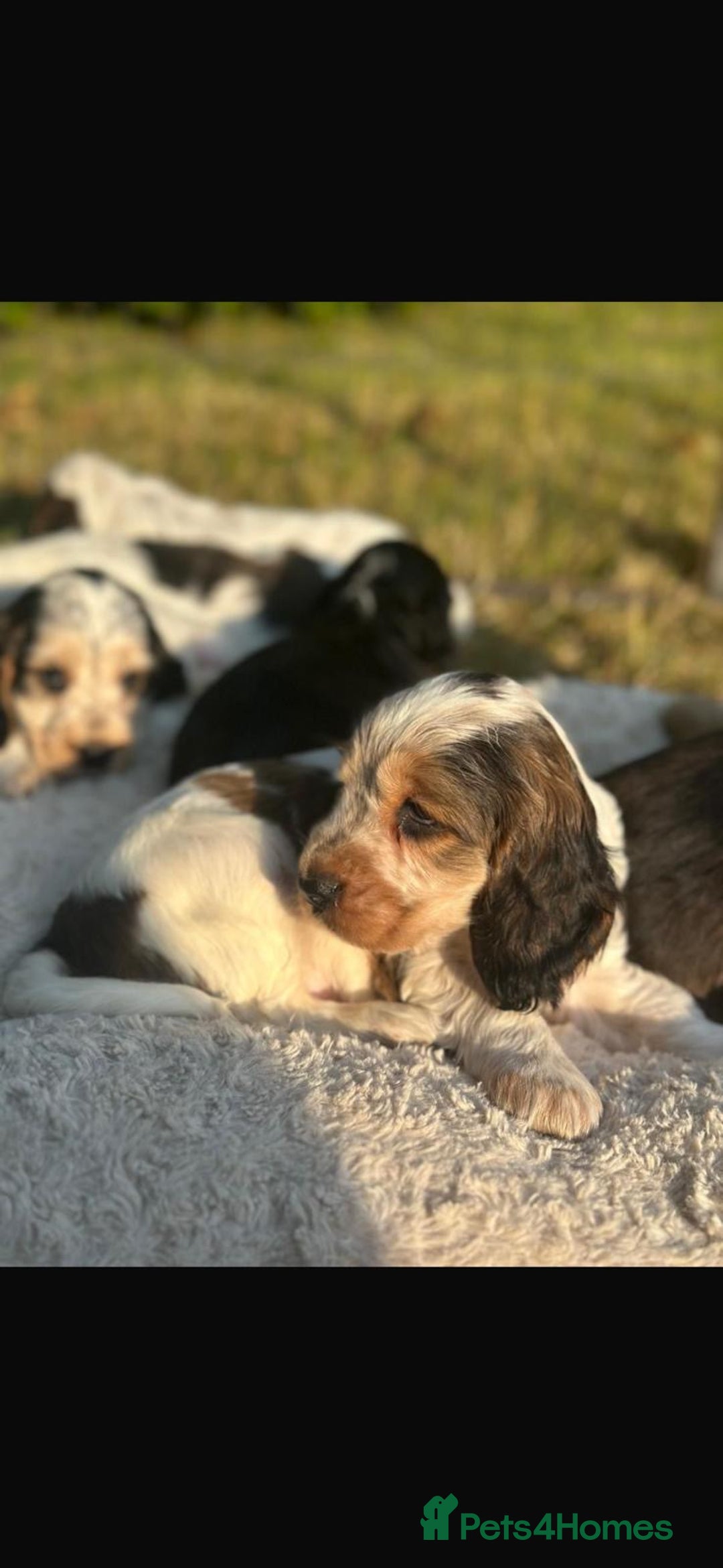 Cocker Spaniel dogs for sale: STUNNING Rizi Bizi sired Cocker puppies DNA Tested - Image 32