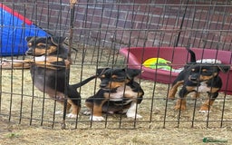 Jack Russell dogs for sale: Jack Russell puppies  - Image 13