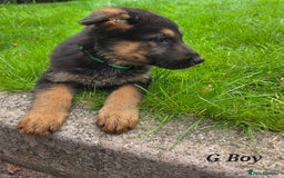 German Shepherd dogs for sale: Beautiful German shepherd puppies  - Image 21