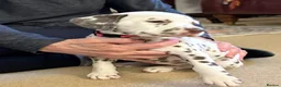 Dalmatian dogs for sale: Dalmatian Puppies  - Advert 17