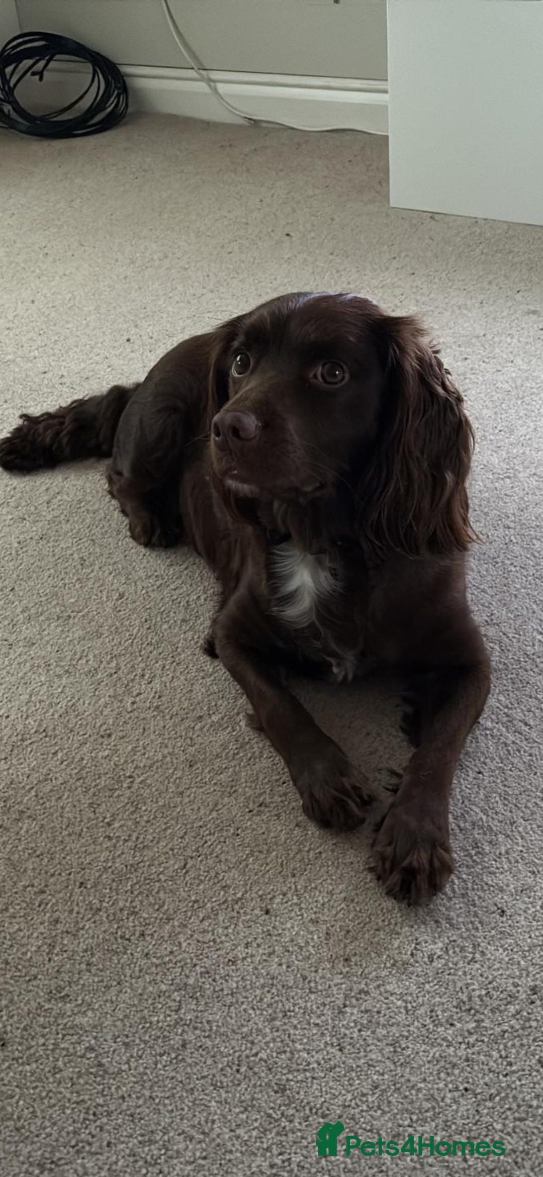 Mixed Breed dogs for sale: 5 BEAUTIFUL SPRINGER/SPROCKER PUPPIES FO SALE  - Advert 3