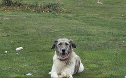 Mixed Breed dogs for adoption: Perfect PICKLE - Image 17