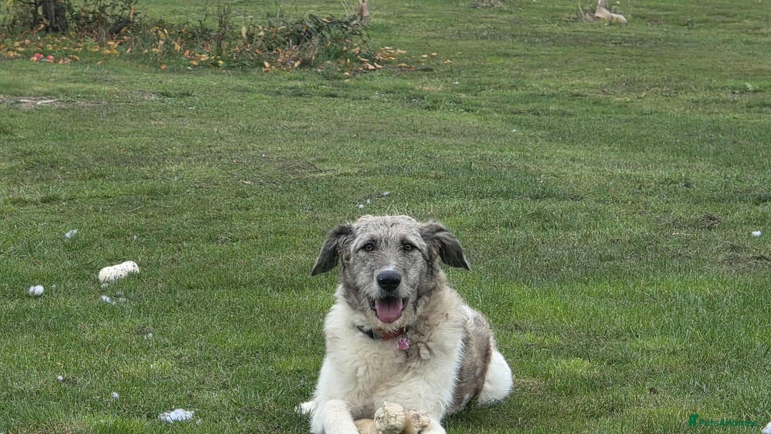 Mixed Breed dogs for adoption: Perfect PICKLE - Image 17