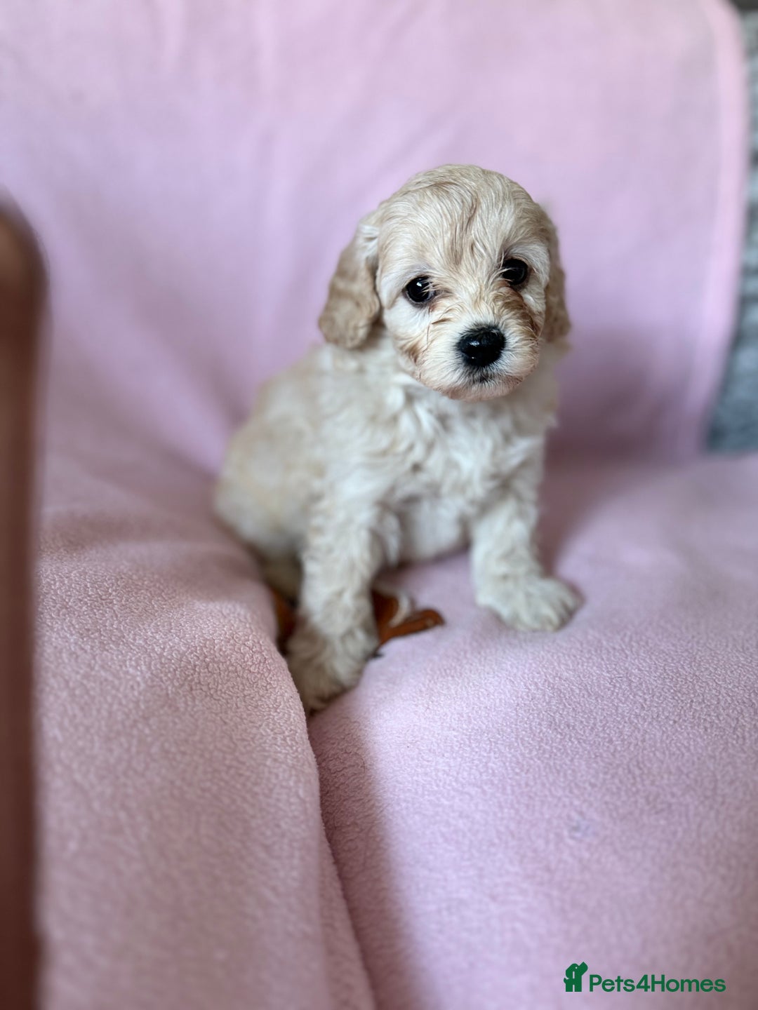 Labradoodle dogs for sale: Last three F1BB mini/toy labradoodle puppies  - Image 17