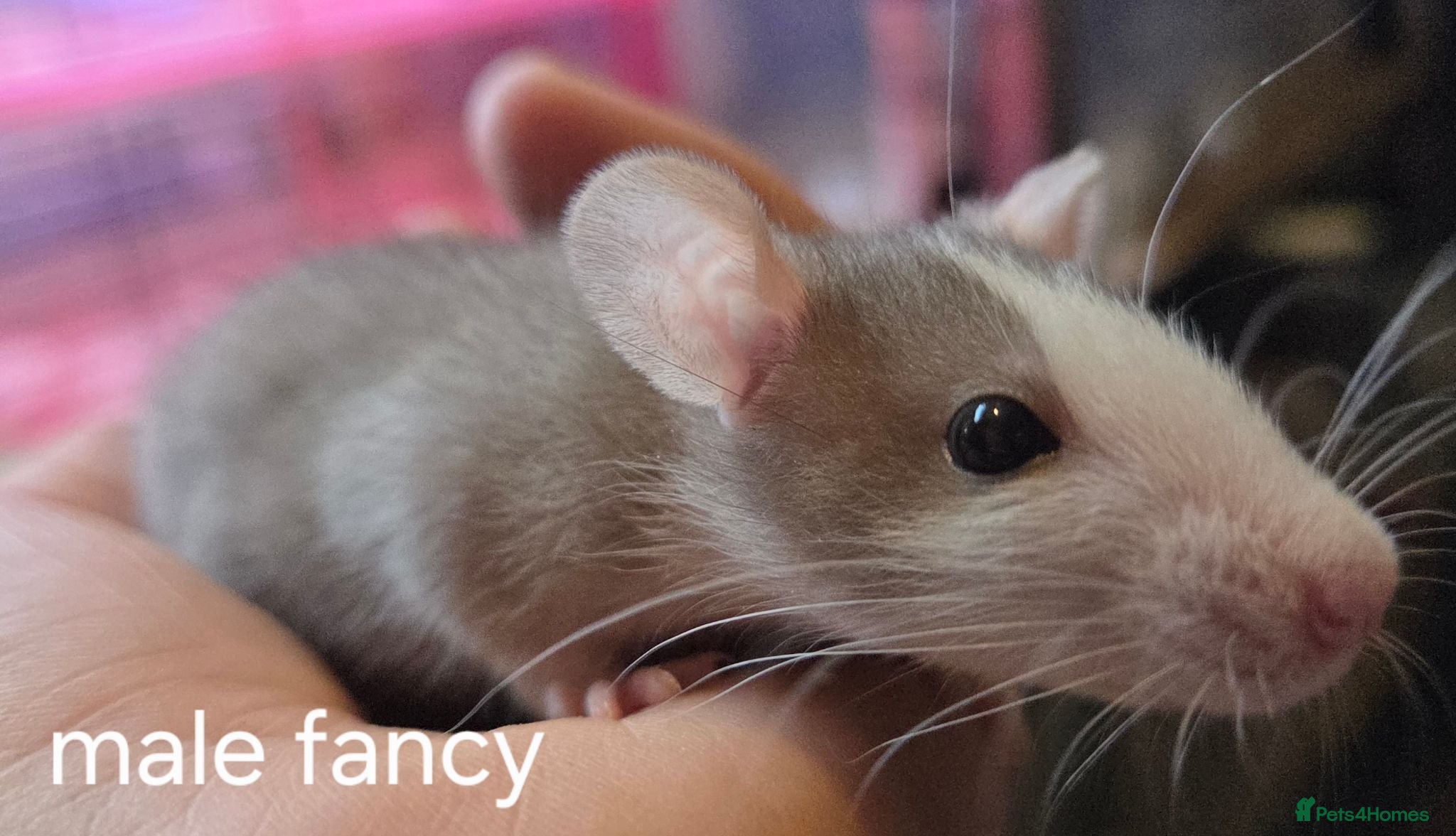 Rat rodents Dumbos and fancy rats ready now.  - Advert 2