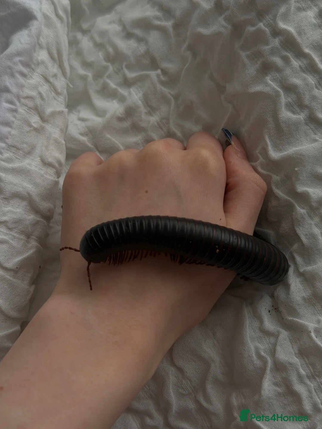 Millipedes invertebrates for sale: giant african millipede  in Cannock - Advert 1