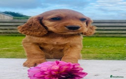 Cocker Spaniel dogs for sale: Handsome Golden Cocker Boys - Image 13