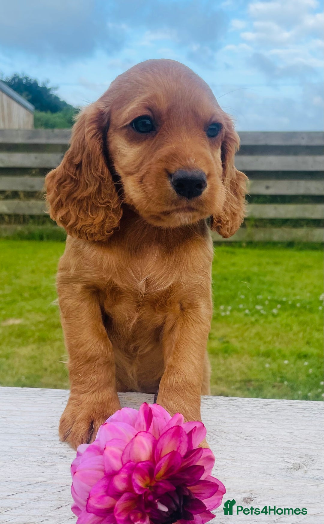 Cocker Spaniel dogs for sale: Handsome Golden Cocker Boys - Image 13