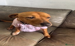 Mixed Breed dogs for sale: Buster  - Image 2