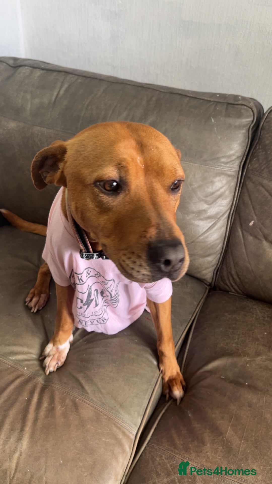 Mixed Breed dogs for sale: Buster  - Image 2