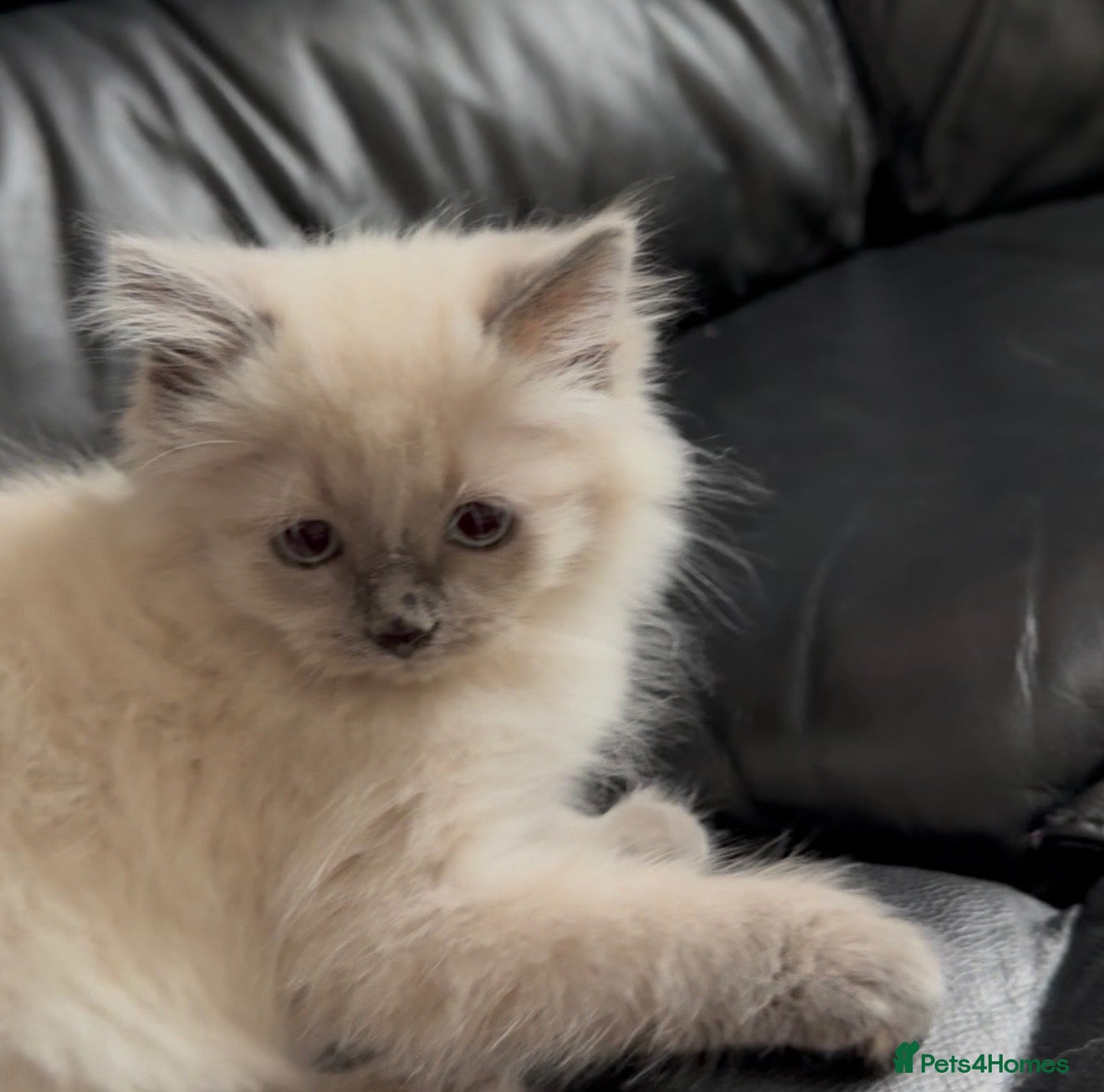 Ragdoll cats for sale: Gorgeous Male Ragdoll Kitten Ready Now - Advert 2