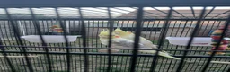 Cockatiels birds for sale: Rehoming my two cockatiels cage included for £300 in Sandy - Advert 6