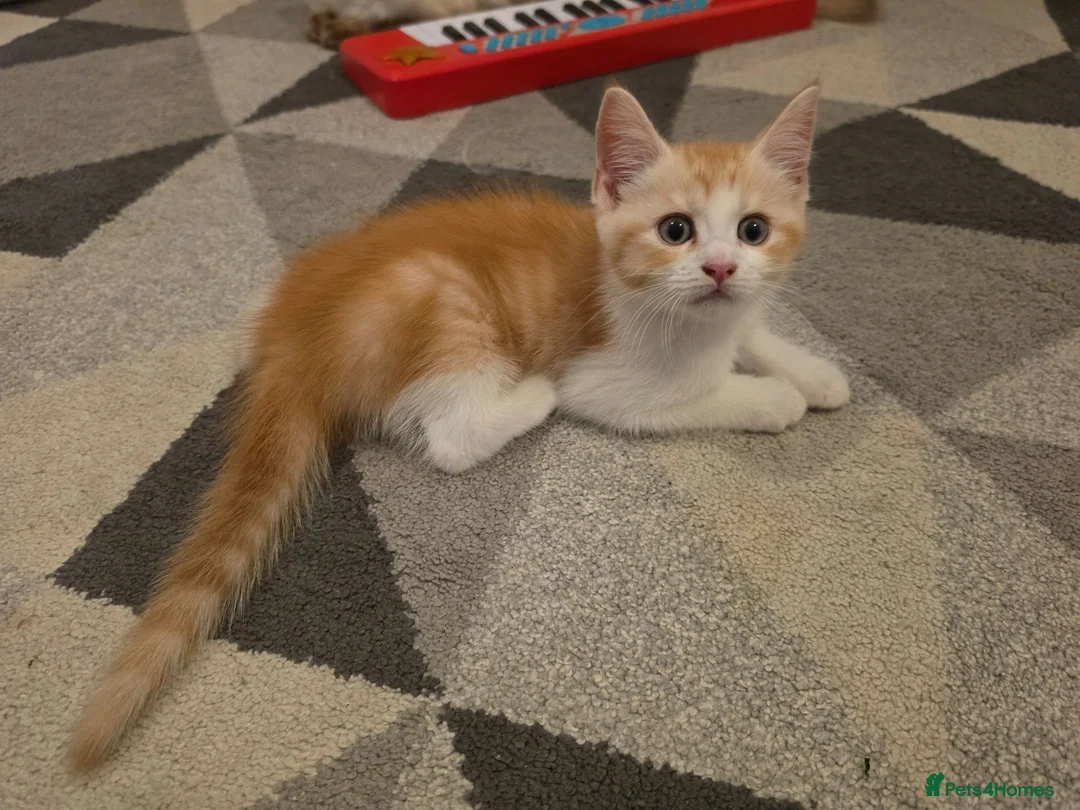 Mixed Breed cats for sale: Last Maine coon X BSH Boy 💙 - Advert 1