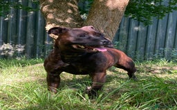 Staffordshire Bull Terrier dogs for sale: Beautiful kc reg.red brindle & white puppies - Image 17