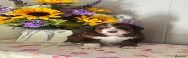 Bernedoodle 5