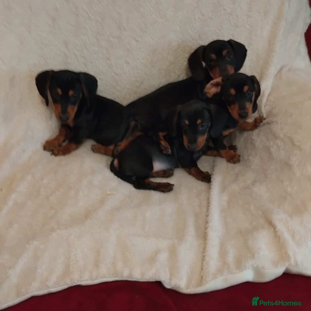 Dachshund dogs for sale: dachshund puppies for sale  - Image 3