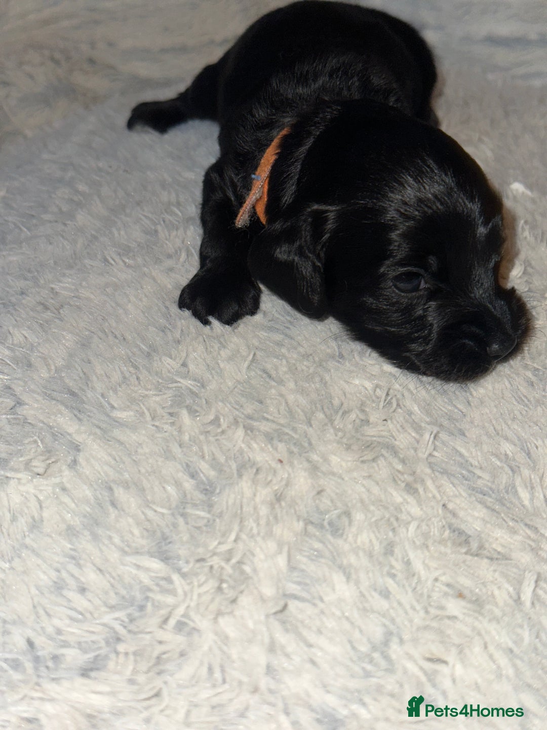 Cockapoo dogs for sale: Beautiful mixed Merle F2B Cockapoos  - Advert 11