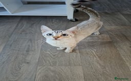 Bengal cats for sale: Beautiful Bengal Kittens - Image 2