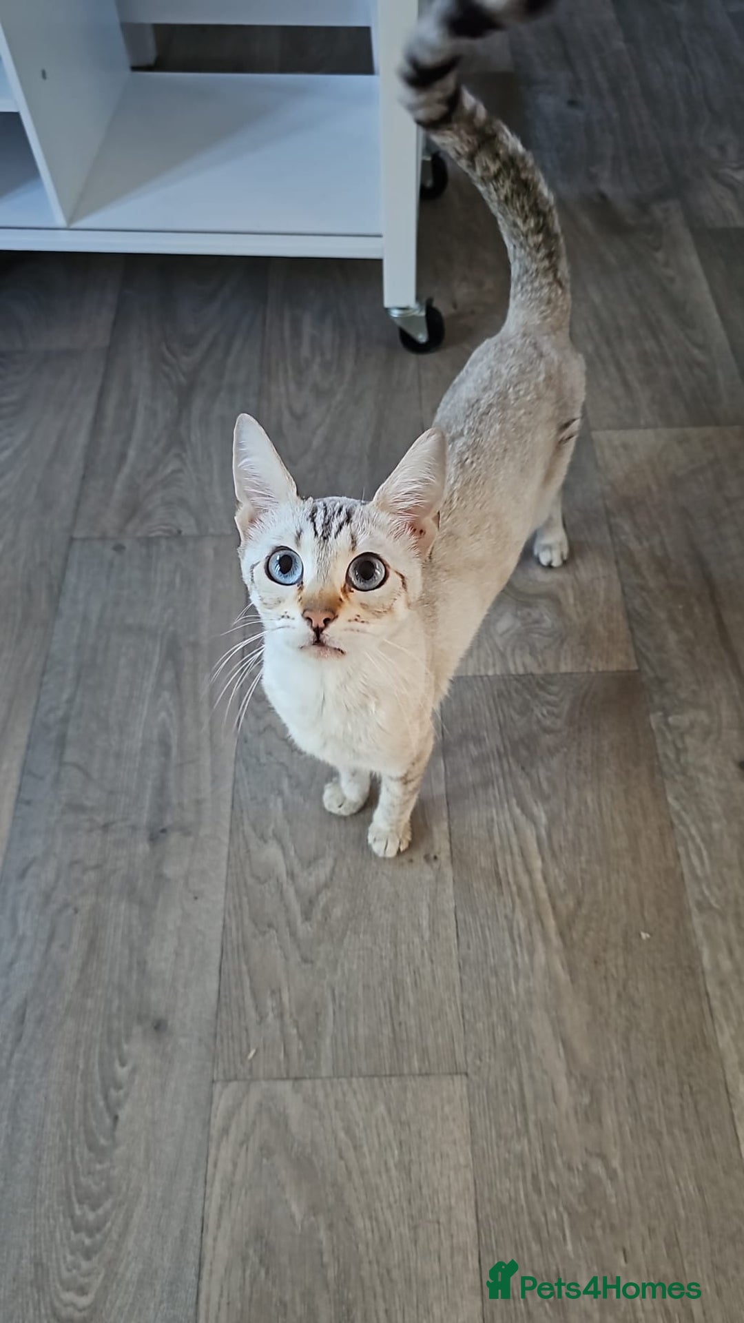 Bengal cats for sale: Beautiful Bengal Kittens - Image 2