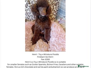 Toy Poodle dogs in Warwick - Advert 25