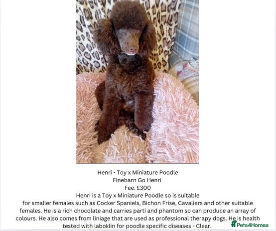 Toy Poodle dogs Chocolate Toy x Miniature Poodle in Warwick - Advert 1