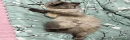 Mixed Breed cats for sale: 5 beautiful kittens READY NOW Scottish fold x BSH  - Advert 1