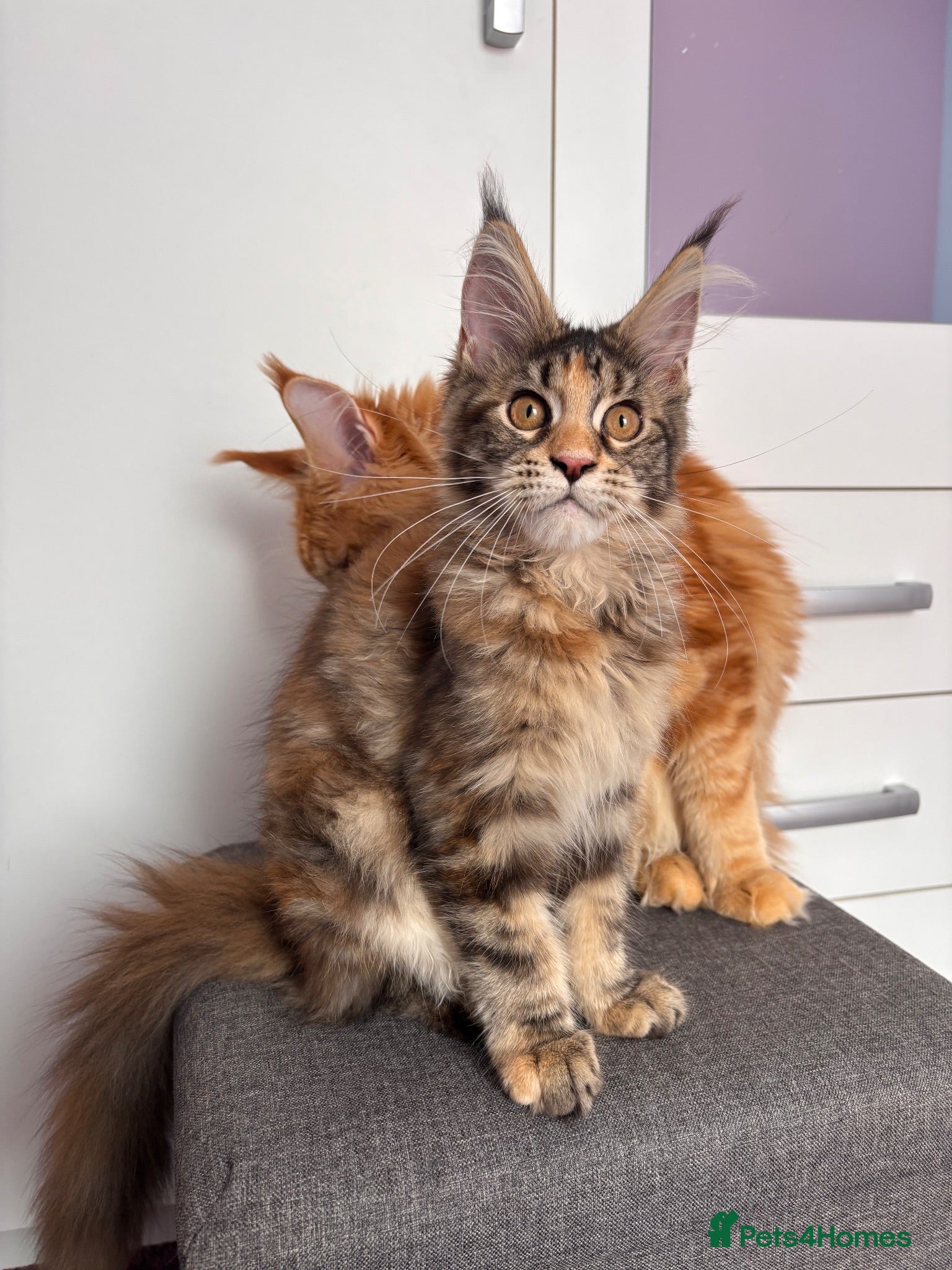 Maine Coon cats ✨2 GCCF Pure bred MC kittens  - Advert 3