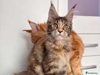 Maine Coon cats ✨2 GCCF Pure bred MC kittens - Advert 12
